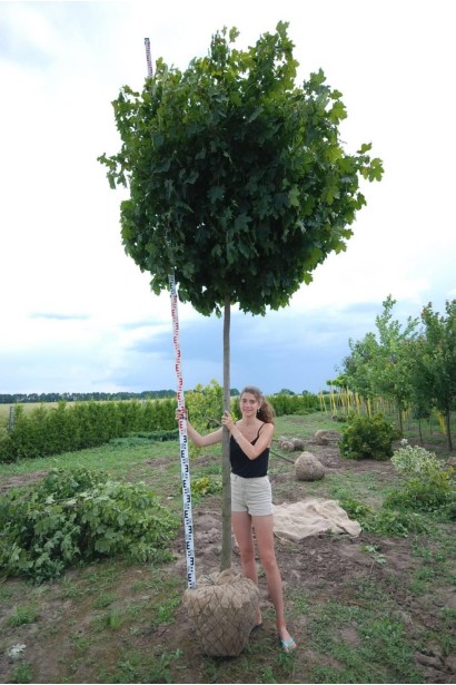 Клен гостролистий Глобозум | Acer platanoides Globosum | Клен остролистный Глобозум